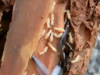 宁武白蚁防治公司分享白蚁的主要种类及针对性防治技巧